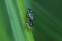 Heliophanus cupreus