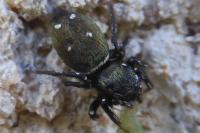 Heliophanus kochii