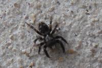 Pseudeuophrys erratica