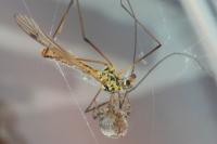 Zygiella x-notata