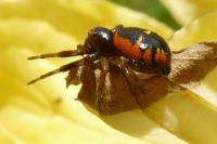 Synema globosum
