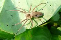 Pisaura mirabilis