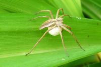 Pisaura mirabilis