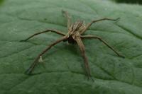 Pisaura mirabilis