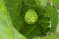 Araniella