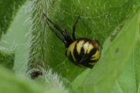 Synema globosum