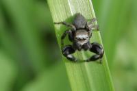 Evarcha arcuata