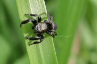 Evarcha arcuata