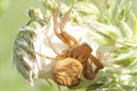 Xysticus