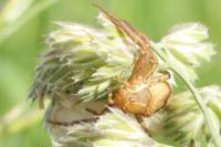 Xysticus