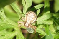 Xysticus