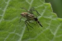 Oxyopes