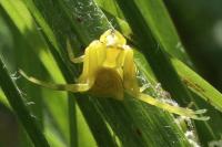 Thomisus onustus