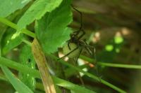 Pisaura mirabilis