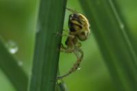 Mangora acalypha