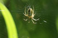 Mangora acalypha