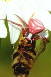 Thomisus onustus
