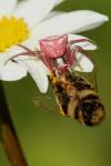 Thomisus onustus