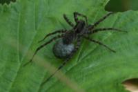 Pardosa