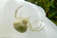 Misumena vatia