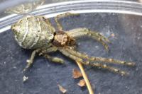 Tmarus