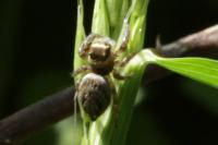 Evarcha arcuata