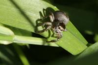 Evarcha arcuata