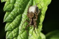 Pardosa
