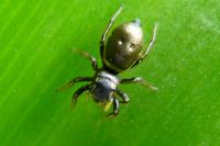 Heliophanus auratus