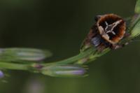 Agalenatea redii