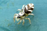 Salticus scenicus