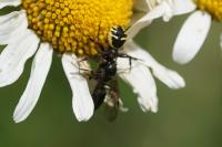 Synema globosum