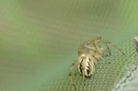 Neoscona adianta