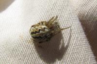Neoscona adianta