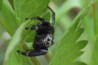 Evarcha arcuata