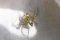 Oxyopes