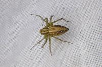 Oxyopes