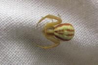 Runcinia grammica