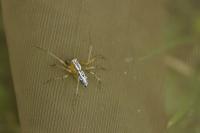 Oxyopes