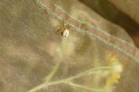 Mangora acalypha