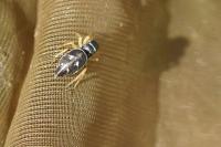 Heliophanus cupreus
