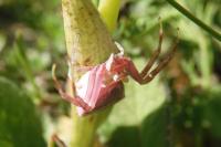 Thomisus onustus