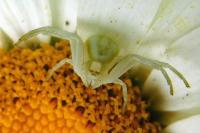 Misumena vatia