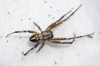 Neoscona adianta