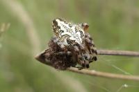 Aculepeira ceropegia