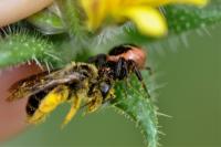 Synema globosum