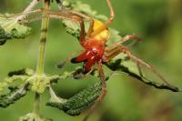 Cheiracanthium punctorium