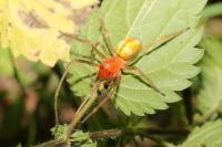 Cheiracanthium punctorium