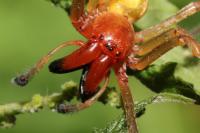 Cheiracanthium punctorium