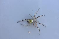 Argiope bruennichi